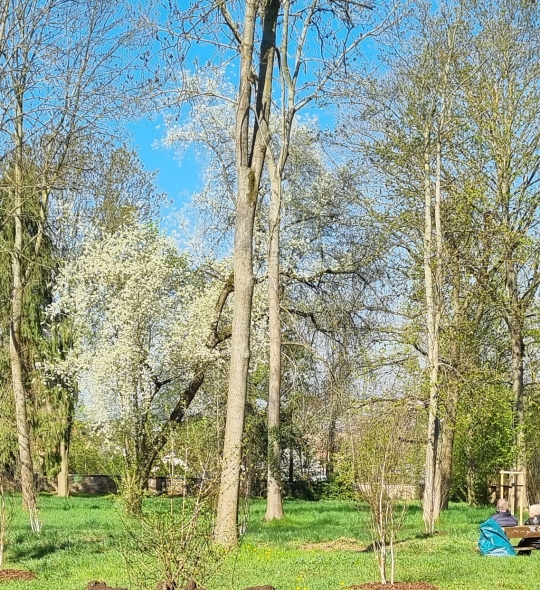 Oberfriedhof