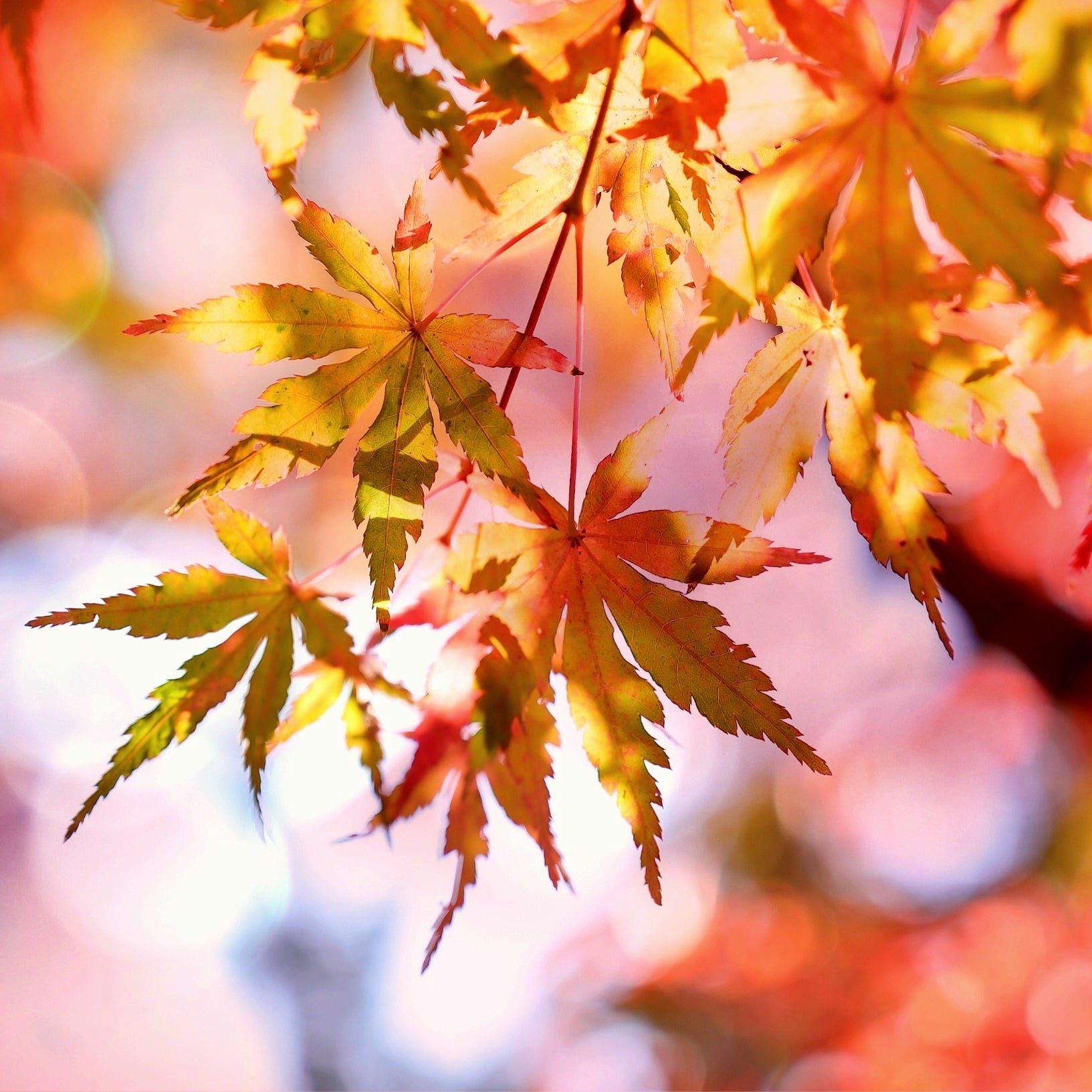 Herbstliches Farbspiel (Foto: Pixabay) Image