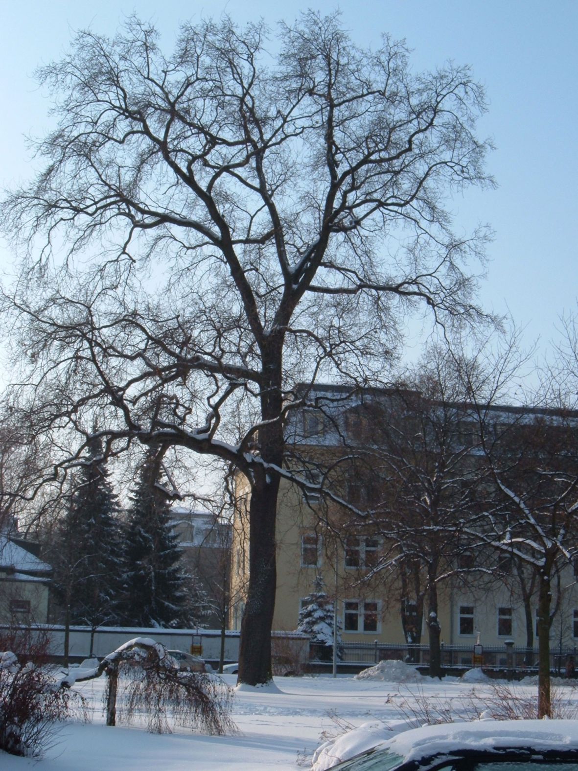 Eiche auf dem Wettinplatz im Winter, ca. 140 Jahre alt 