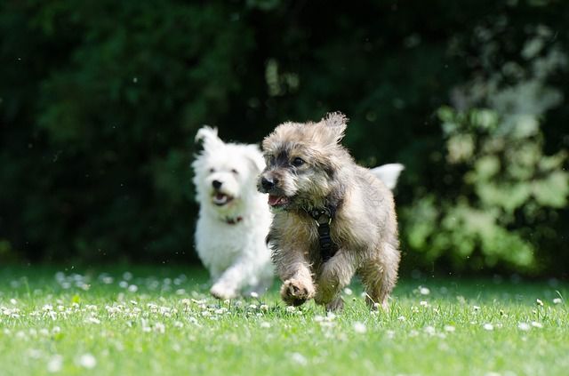 two race dogs 750570 640 Bild von Katrin B. auf Pixabay 